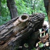 Sicherung von Stammabschnitten von Alteichen im Park Niederschönhausen (Foto: U. Kielhorn)